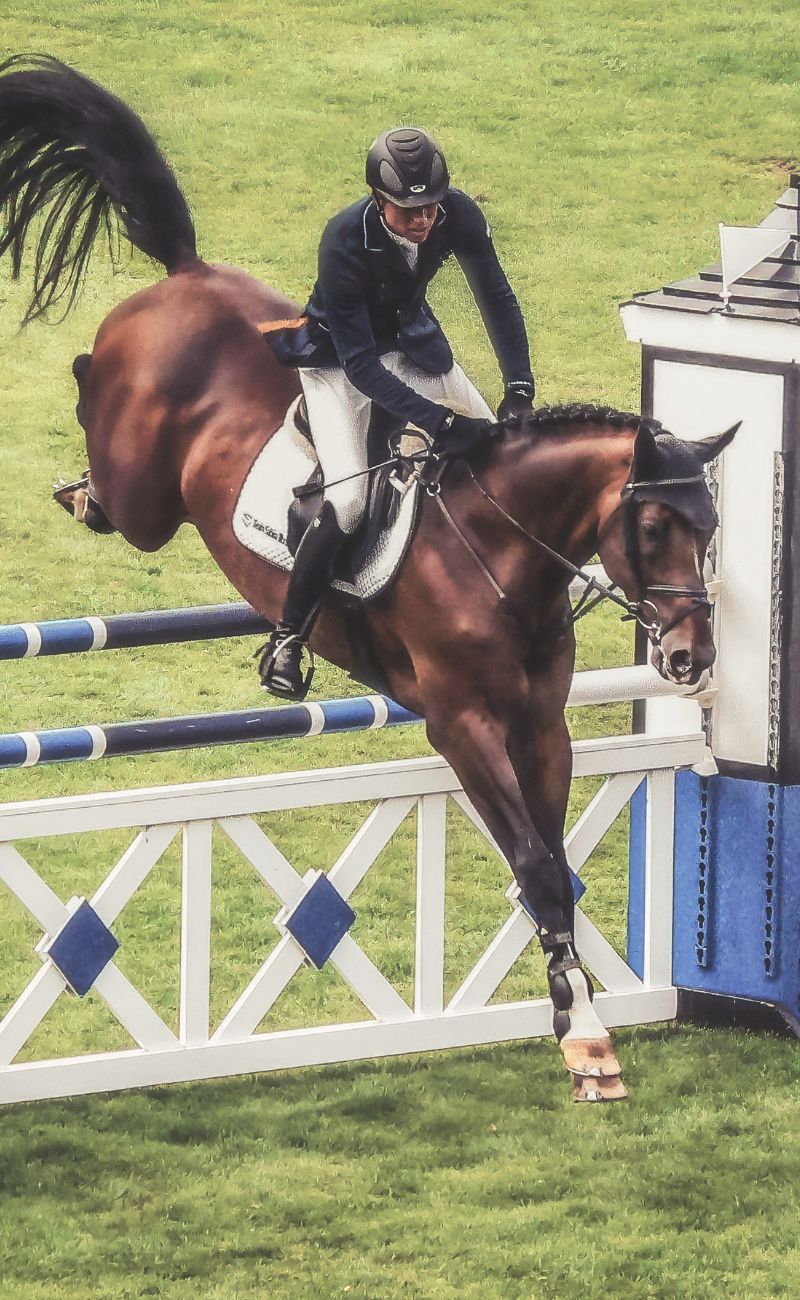 show jumper riding horse over a jump at competition suitable for horsebox hire transport